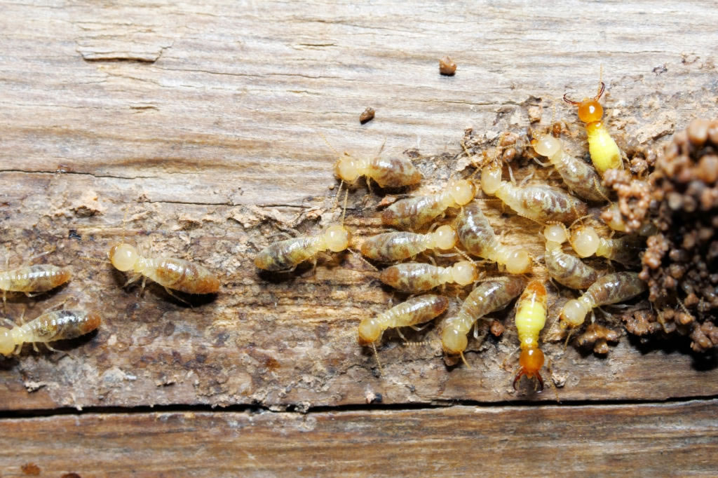 DIY Termite Prevention Tips