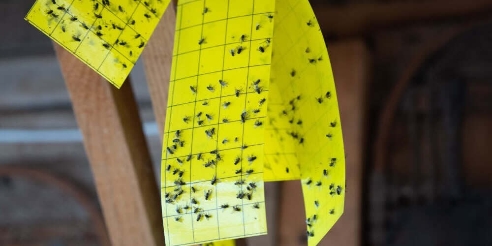 Pest Trap Pest Control Technique