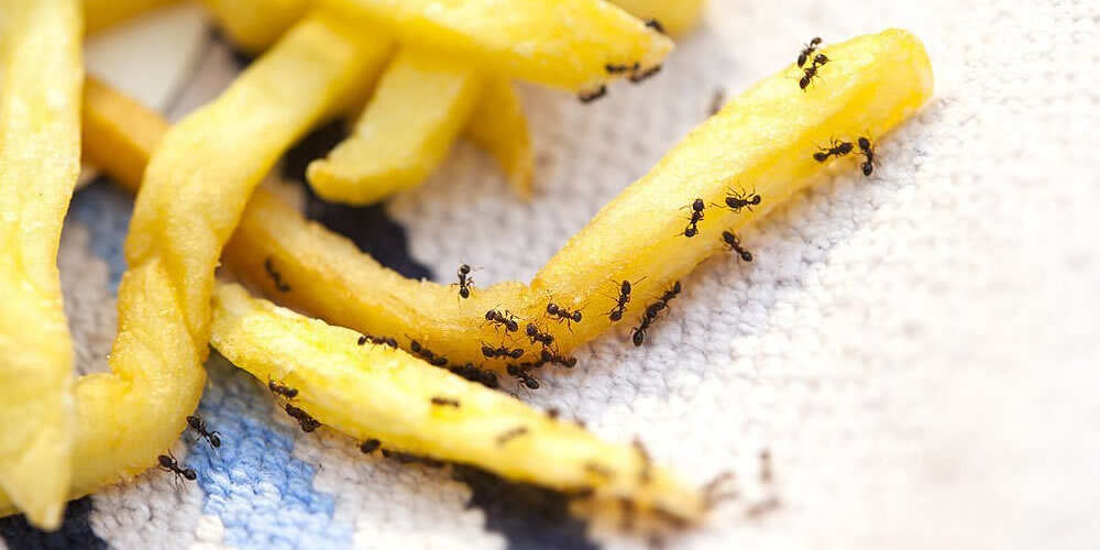 DIY Pest Control 10 Step Guide to DIY Pest Control